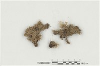 藏品(舌葉黃苔)的圖片